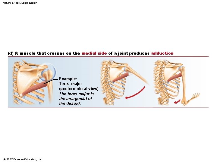 Figure 6. 14 d Muscle action. (d) A muscle that crosses on the medial