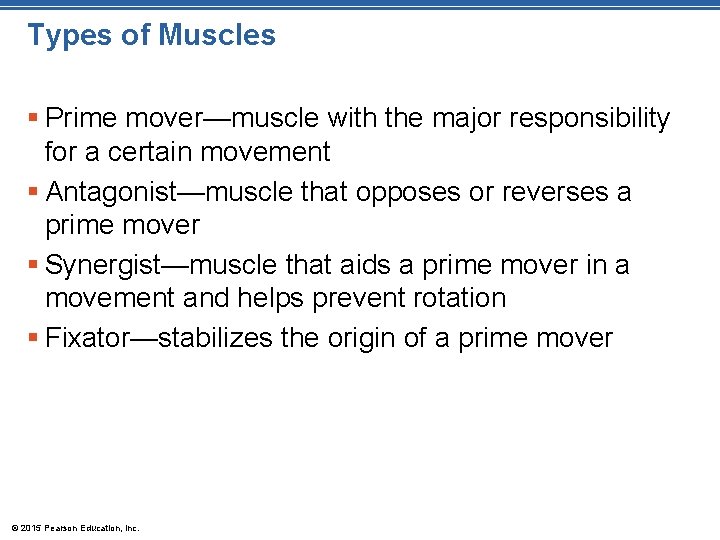 Types of Muscles § Prime mover—muscle with the major responsibility for a certain movement