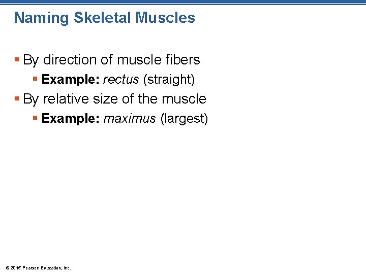 Naming Skeletal Muscles § By direction of muscle fibers § Example: rectus (straight) §