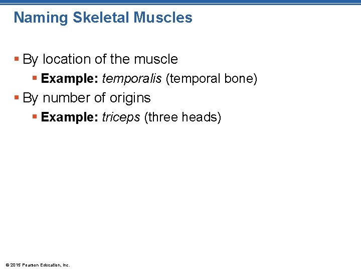 Naming Skeletal Muscles § By location of the muscle § Example: temporalis (temporal bone)