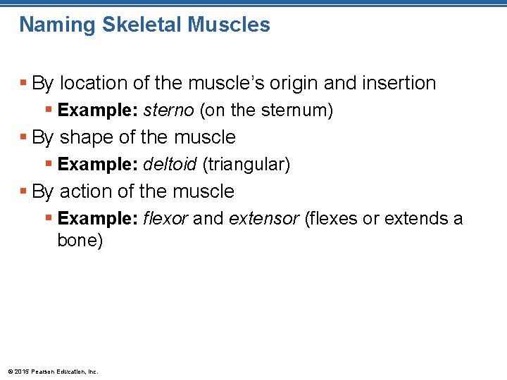 Naming Skeletal Muscles § By location of the muscle’s origin and insertion § Example: