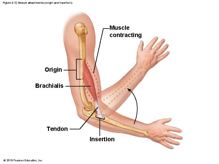 Figure 6. 12 Muscle attachments (origin and insertion). Muscle contracting Origin Brachialis Tendon Insertion
