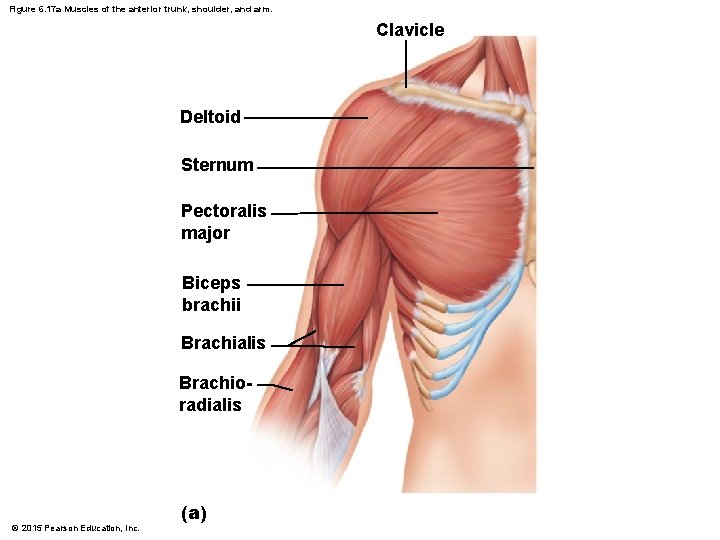 Figure 6. 17 a Muscles of the anterior trunk, shoulder, and arm. Clavicle Deltoid
