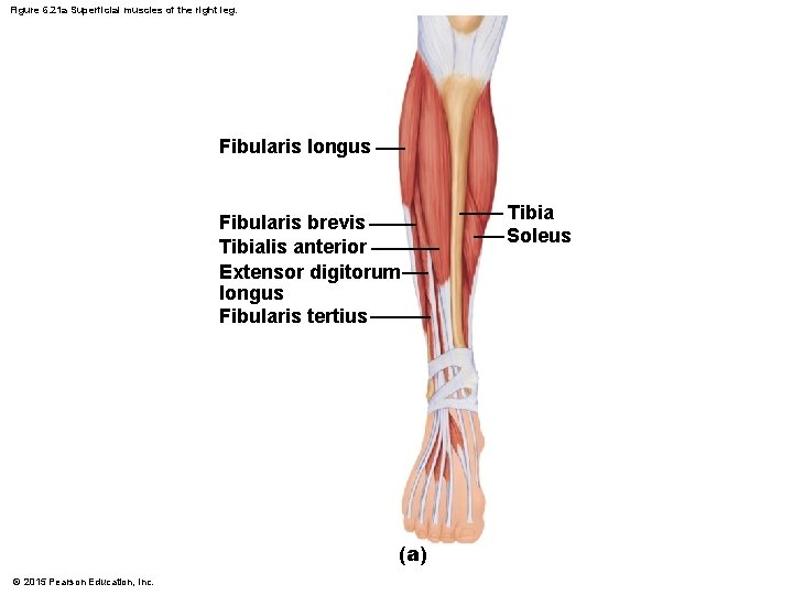 Figure 6. 21 a Superficial muscles of the right leg. Fibularis longus Fibularis brevis