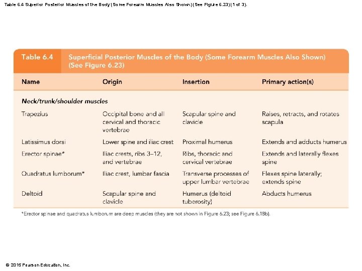 Table 6. 4 Superior Posterior Muscles of the Body (Some Forearm Muscles Also Shown)