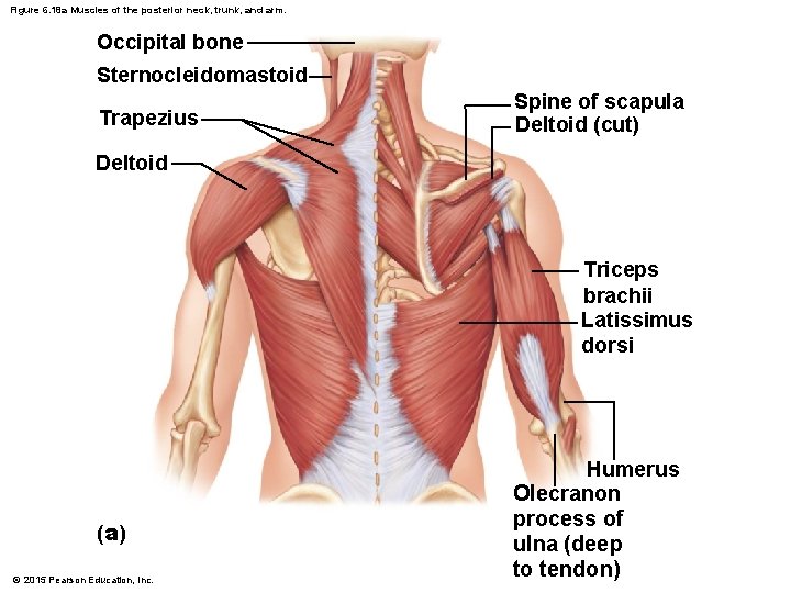 Figure 6. 18 a Muscles of the posterior neck, trunk, and arm. Occipital bone