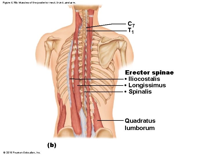 Figure 6. 18 b Muscles of the posterior neck, trunk, and arm. C 7