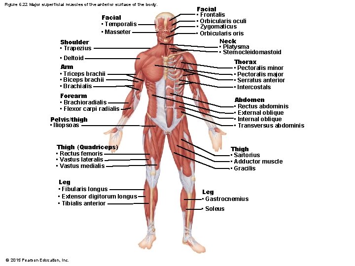 Figure 6. 22 Major superficial muscles of the anterior surface of the body. Facial Figure 6. 22 Major superficial muscles of the anterior surface of the body. Facial