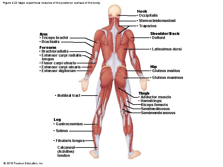 Figure 6. 23 Major superficial muscles of the posterior surface of the body. Neck