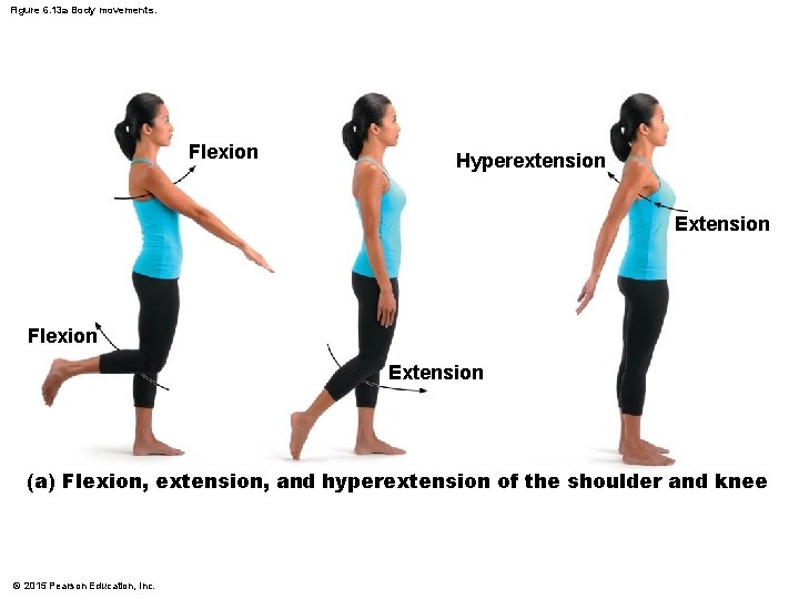 Figure 6. 13 a Body movements. Flexion Hyperextension Extension Flexion Extension (a) Flexion, extension,