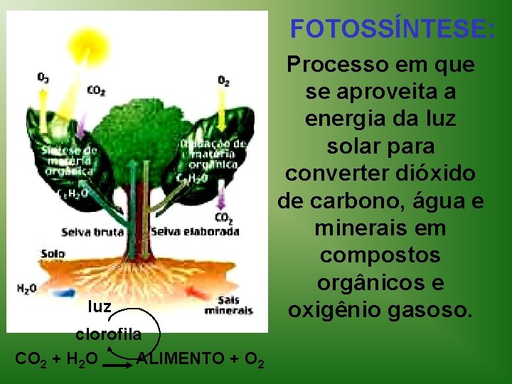 FOTOSSÍNTESE: luz clorofila CO 2 + H 2 O ALIMENTO + O 2 Processo