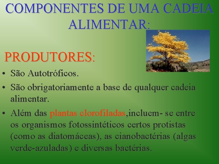 COMPONENTES DE UMA CADEIA ALIMENTAR: PRODUTORES: • São Autotróficos. • São obrigatoriamente a base