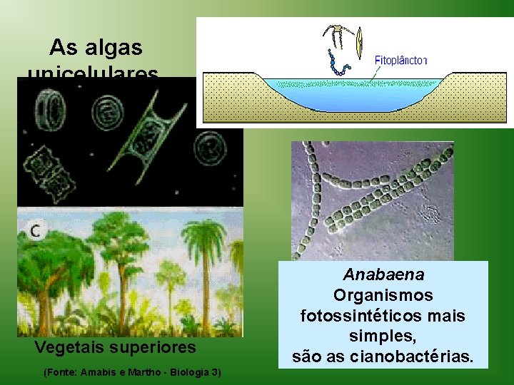 As algas unicelulares. Vegetais superiores (Fonte: Amabis e Martho - Biologia 3) Anabaena Organismos