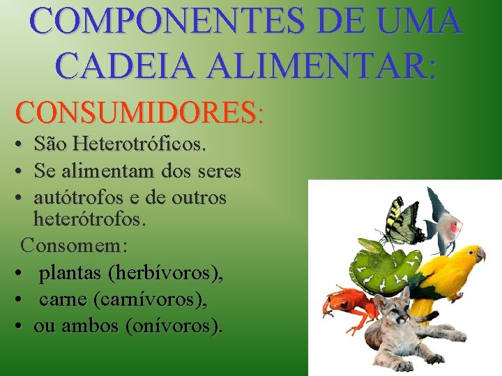 COMPONENTES DE UMA CADEIA ALIMENTAR: CONSUMIDORES: • São Heterotróficos. • Se alimentam dos seres