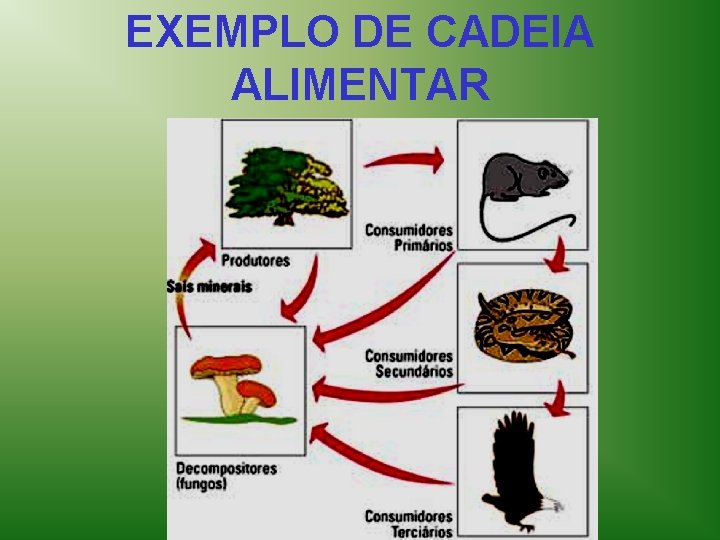 EXEMPLO DE CADEIA ALIMENTAR 