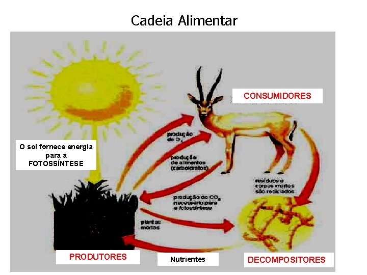 Cadeia Alimentar CONSUMIDORES O sol fornece energia para a FOTOSSÍNTESE PRODUTORES Nutrientes DECOMPOSITORES 