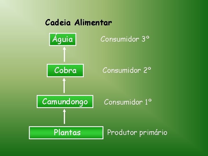 Cadeia Alimentar Águia Consumidor 3º Cobra Consumidor 2º Camundongo Consumidor 1º Plantas Produtor primário