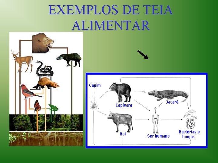 EXEMPLOS DE TEIA ALIMENTAR 