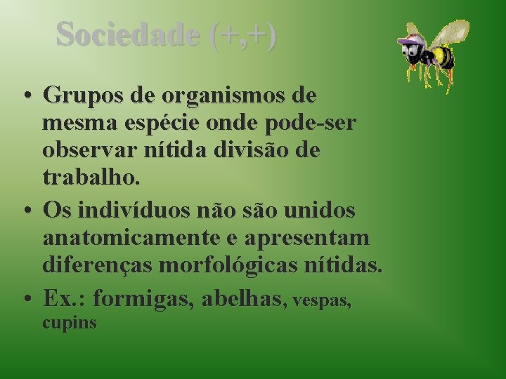 Sociedade (+, +) • Grupos de organismos de mesma espécie onde pode-ser observar nítida