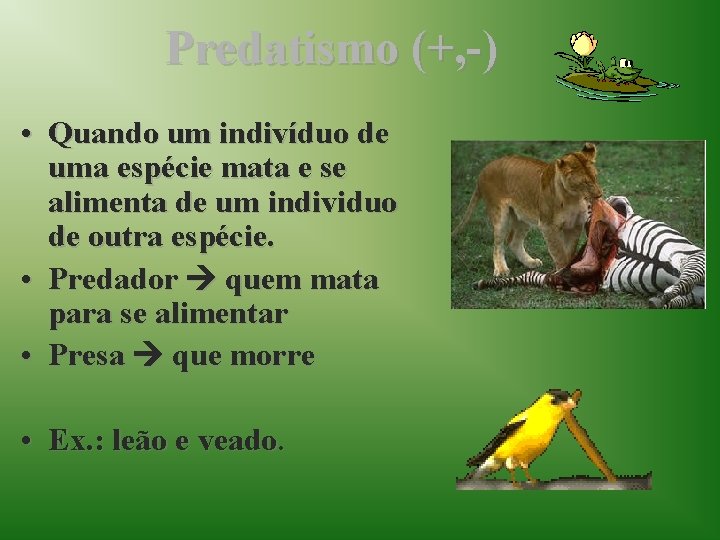 Predatismo (+, -) • Quando um indivíduo de uma espécie mata e se alimenta