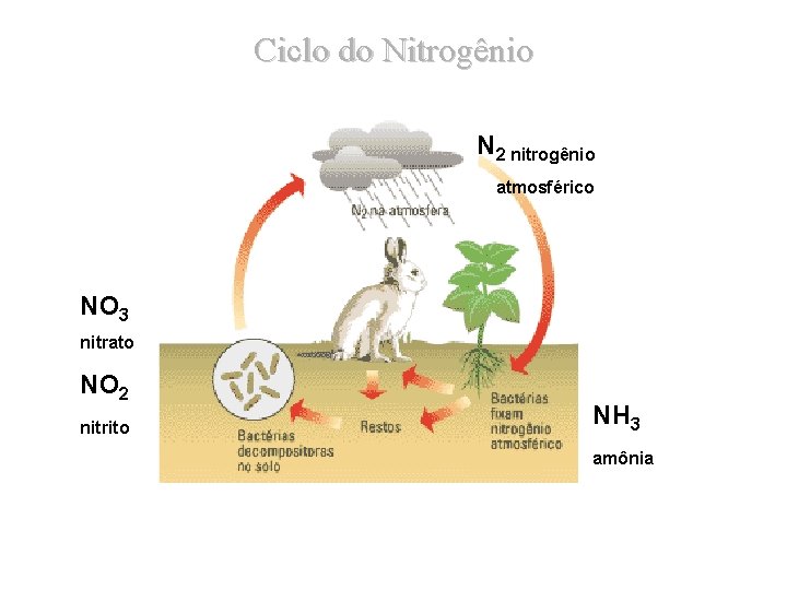 Ciclo do Nitrogênio N 2 nitrogênio atmosférico NO 3 nitrato NO 2 nitrito NH