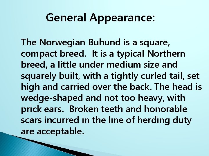 General Appearance: The Norwegian Buhund is a square, compact breed. It is a typical