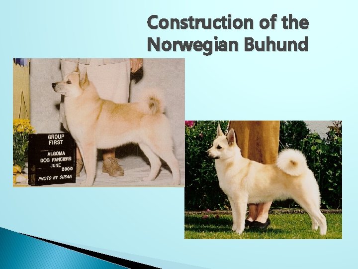 Construction of the Norwegian Buhund 