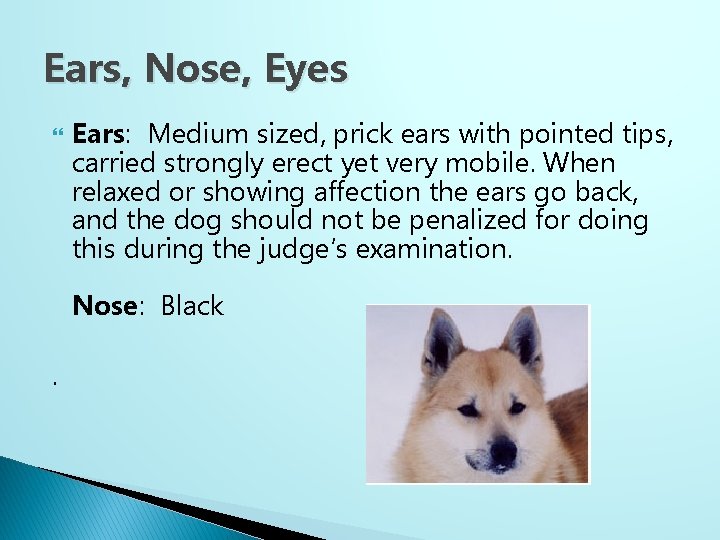 Ears, Nose, Eyes Ears: Medium sized, prick ears with pointed tips, carried strongly erect
