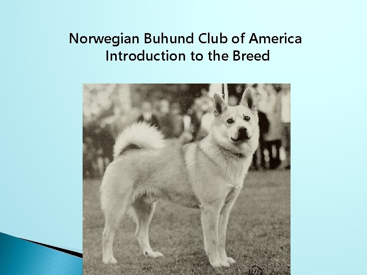 Norwegian Buhund Club of America Introduction to the Breed 