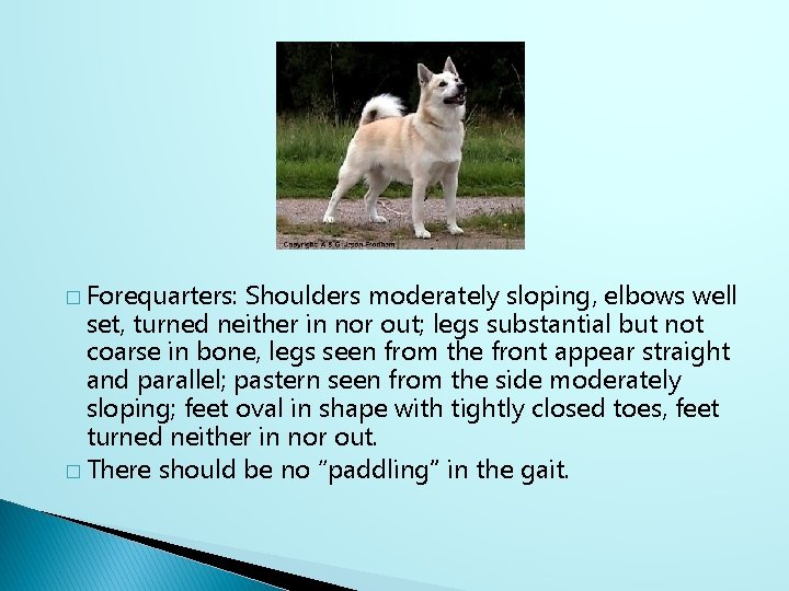 � Forequarters: Shoulders moderately sloping, elbows well set, turned neither in nor out; legs