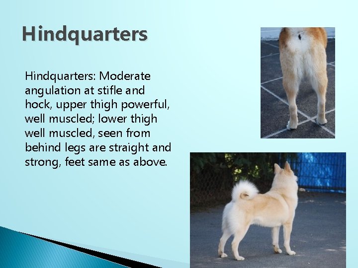 Hindquarters: Moderate angulation at stifle and hock, upper thigh powerful, well muscled; lower thigh