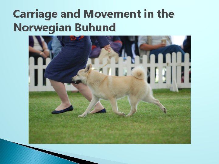 Carriage and Movement in the Norwegian Buhund 