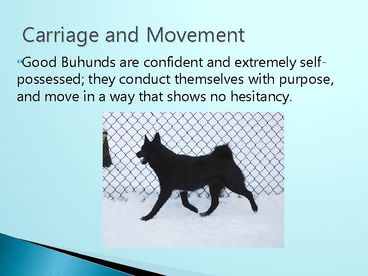 Carriage and Movement Good Buhunds are confident and extremely selfpossessed; they conduct themselves with