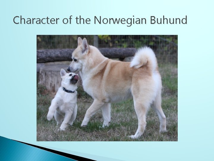 Character of the Norwegian Buhund 