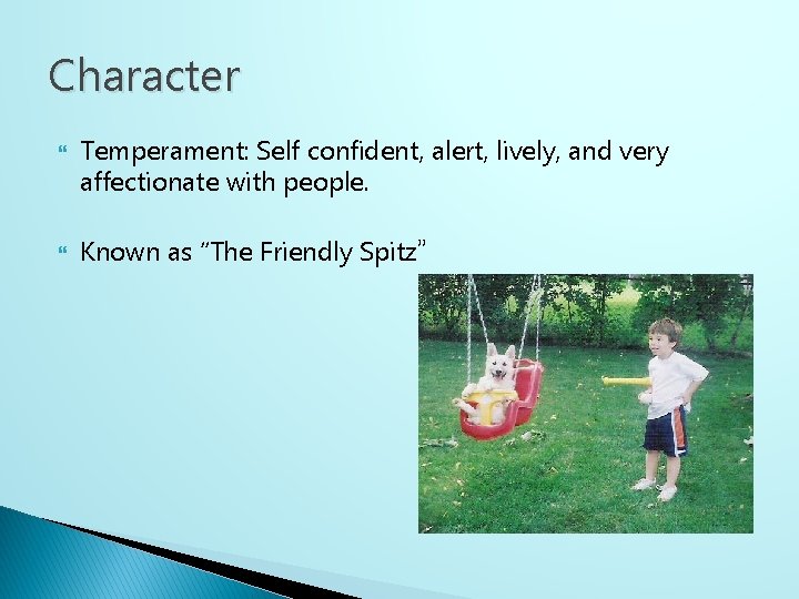 Character Temperament: Self confident, alert, lively, and very affectionate with people. Known as “The