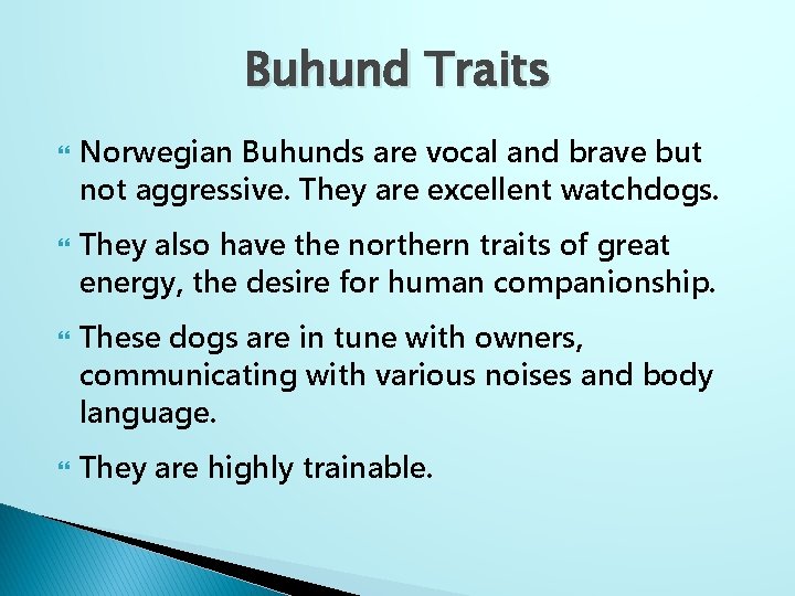 Buhund Traits Norwegian Buhunds are vocal and brave but not aggressive. They are excellent