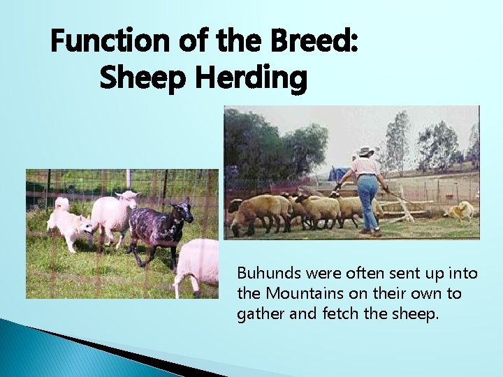 Function of the Breed: Sheep Herding Buhunds were often sent up into the Mountains