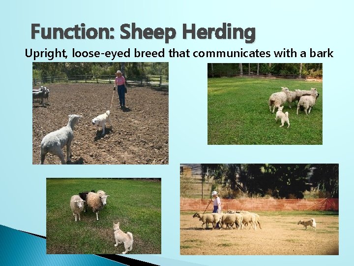 Function: Sheep Herding Upright, loose-eyed breed that communicates with a bark 