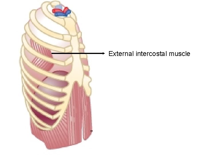 External intercostal muscle 