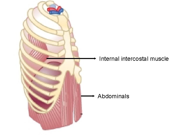 Internal intercostal muscle Abdominals 