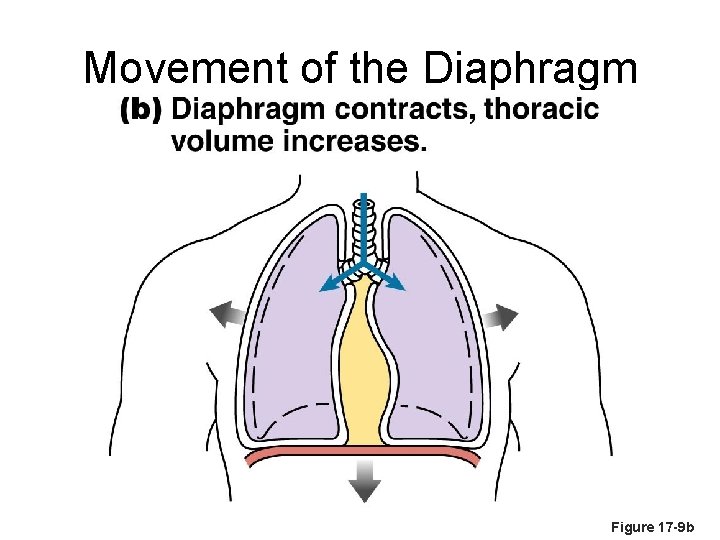 Movement of the Diaphragm Figure 17 -9 b 