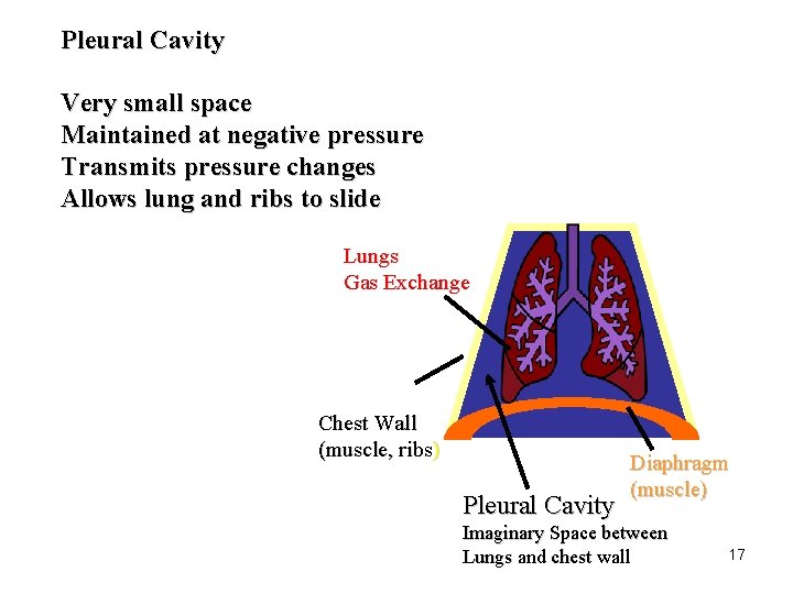 Pleural Cavity Very small space Maintained at negative pressure Transmits pressure changes Allows lung