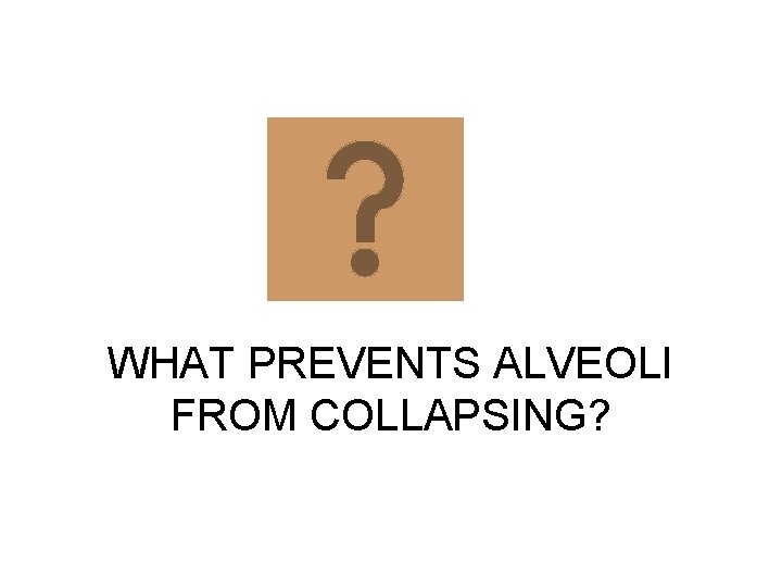 WHAT PREVENTS ALVEOLI FROM COLLAPSING? 