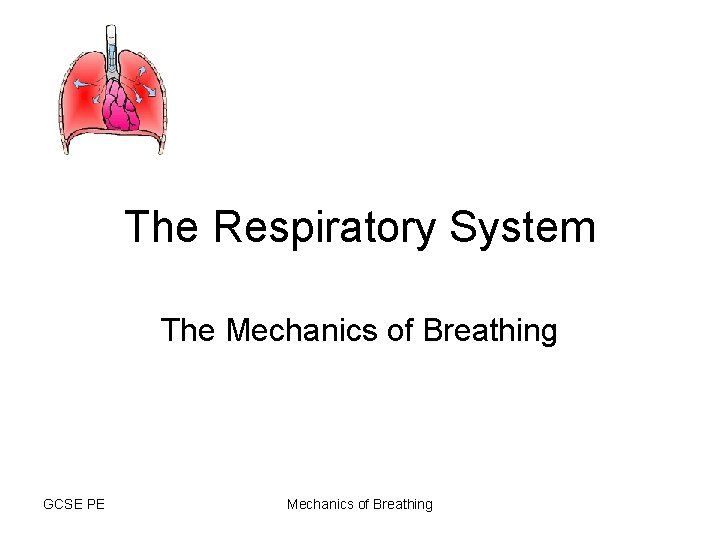 The Respiratory System The Mechanics of Breathing GCSE PE Mechanics of Breathing 