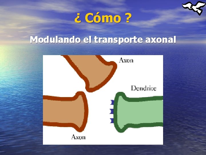 ¿ Cómo ? Modulando el transporte axonal 