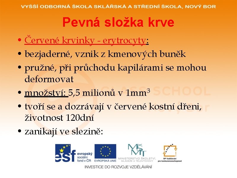 Pevná složka krve • Červené krvinky - erytrocyty: • bezjaderné, vznik z kmenových buněk