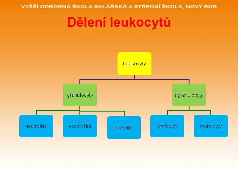 Dělení leukocytů Leukocyty granulocyty neutrofilní eozinofilní agranulocyty bazofilní lymfocyty monocyty 