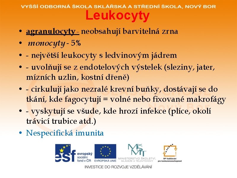 Leukocyty • • agranulocyty - neobsahují barvitelná zrna monocyty - 5% - největší leukocyty