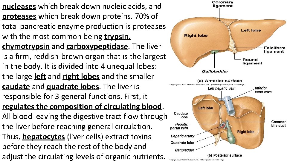 nucleases which break down nucleic acids, and proteases which break down proteins. 70% of