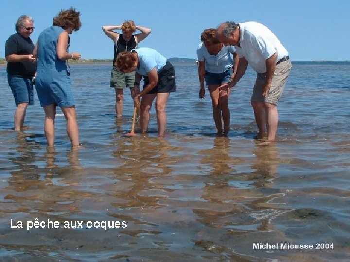La pêche aux coques La pêche aux coques